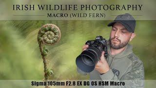 Macro Photography - Sigma 105mm F2.8 EX DG Marco (Irish Wildlife Photography)