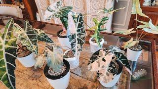 Insane Rare Variegated Alocasia Collection!Alocasia_Bridget. Milsbo Ikea Cabinet Plant Tour.