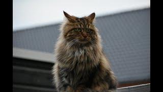 See My Maine Coon Grow Up In 8 Minutes!