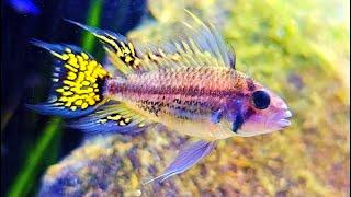 Fish Aquarium Live Stream ~  Community Fish Tank with Water Sounds ASMR