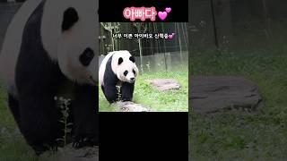 산책도중  강바오님이  자상하게 부르자 반응하는 아이바오  #Aibao #강주키퍼님