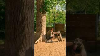 История Шери - как он обрел дом и семью #собакаизприюта #лучшийдругчеловека #собака #любимыйпитомец
