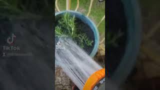 Watering the plants (TikTok version)