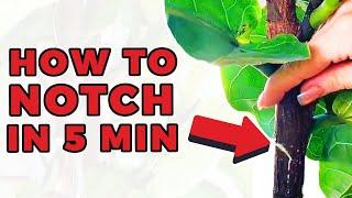 Notching your Fiddle Leaf Fig in UNDER 5 minutes (to get NEW branches!)