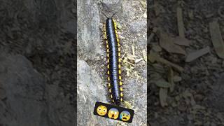 मिलीपीड कीड़ा  #Millipedelife #millipedes #kenno #millipedetoy #millipede #keeda #indianmillipede