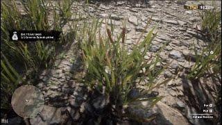 Red Dead Online - 5 Common Bulrush Picked | Daily Challenge | High Spawn Locations