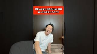 可愛い犬でしか許されない動画おっさんでやってるヤツ　#犬 #柴犬 #かわいい