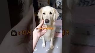 똑똑한 강아지 약 먹이는 법  #shorts