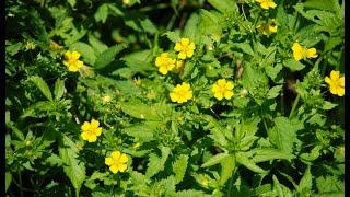 A0226 #물양지꽃 [학명] #Potentilla cryptotaeniae [영어명] #Marsh_cinquefoil [약효] #구내염, 구충, #복통, 창독, #항균, 해독.