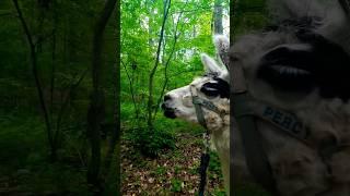 walking with percy the llama