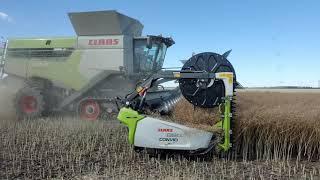 Claas LEXION Combines Straight Cutting Canola 2020