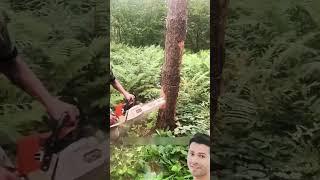 Amazing trick to cut a tree #shorts