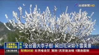 櫻花.李花.桃花開信義鄉草坪頭賞花