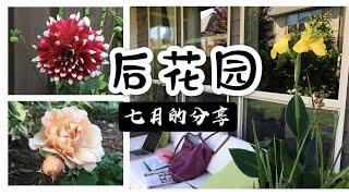 花园欣赏 2019七月 | 美人蕉 圆锥绣球 百合 矢车菊 大丽花 矮牵牛 竹子 玫瑰 | 花园设计 | Garden Tour July 2019 | Real Simple Jill