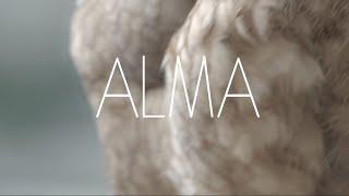 'Alma' (Arthur Beatrice - Councillor)