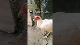 White kelso hen #chicken #chickenbreeding #rooster #whitekelso #hen
