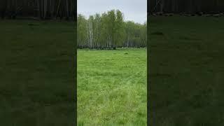 Медитирую на природе! #млм #побизнесу #сетевой #бизнес #прибыльныйбизнес #бизнесвсети
