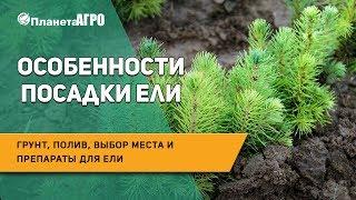  Особенности посадки ели: грунт, полив, выбор места и препараты для ели  Планета Агро