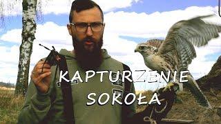 Sokolnictwo Podstawy - Kapturzenie Sokoła