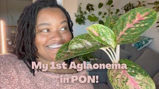 Repotting my Algaonema to Lechuz Pon