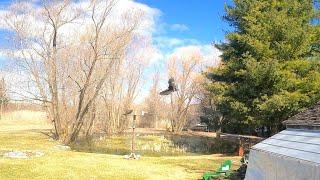 Turkey vultures found the crow feeder, crows are not happy. Watch as turkey vultures do fly-bys.