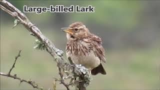 10 lark calls from Southern Africa