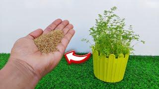 Grow Ajwain Plant at Home For FREE Using Seeds |बीज से अजवाइन का पौधा उगाएं|Full Information ️