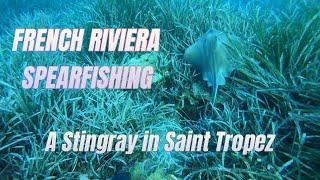 A Stingray in Saint Tropez during spearfishing. French riviera style.