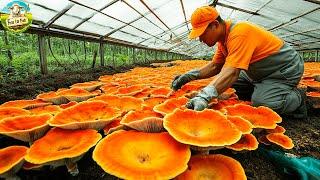 Is REISHI Mushroom the Most Expensive Mushroom in the World?