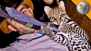 Ocelot Steals My Socks!