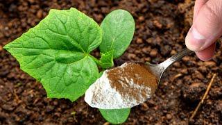 This SIMPLE Garden TIP Will Get You MORE CUCUMBERS!