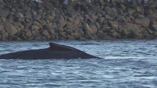 Humpback whale appears to be stuck in Pillar Point Harbor