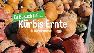 Kürbis Ernte in der Oberlausitz  Zu Besuch beim Bio Bauernhof Tzschoppe