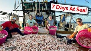 Inside The Life Of A Shrimper