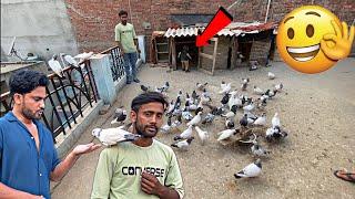 उवैस भाई के कबूतरों का शौक  || high flyer pigeons || udaan ke kabutar