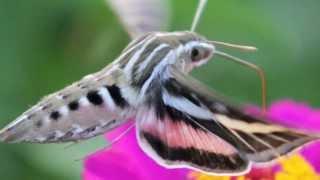 Hummingbird Hawk Moth