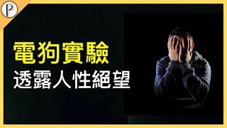絕望的電狗實驗展現了最寫實的人性?