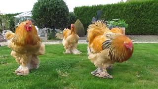 Bad boys ... buff columbian brahma roosters born in april