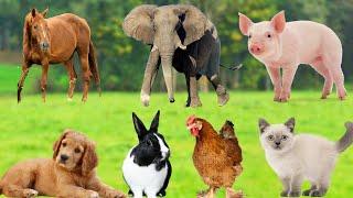 Animal Sounds Around Us: Buffalo, Cow, Pig, Chicken, Cat, Dog, Monkey, Horse - Animal Moments