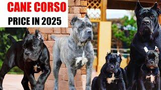 Cane corso Puppies for sale | Cane corso puppy | cropped ear cane corso