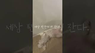 다른집 강아지도 이렇게 발라당 누워서 자나요..?  #강아지 #puppy #비숑