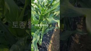 #주말농장의 토종 찰옥수수, 찰토마토 #풍성하게 잘 자란다.