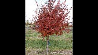 American Hornbeam