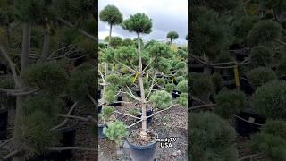 Topiary Scotch Pine | Best Topiary Trees And Shrubs