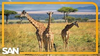 Giraffes may be next on endangered species list as population rapidly declines