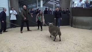 20230225130805 lot 43 DALBLAIR 1 crop ewe 10,000gns to Auldhouseburn