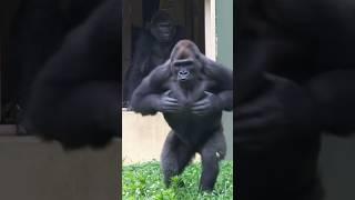 Gorilla Massive Chest-Beating! #gorilla #kiyomasa #shabani