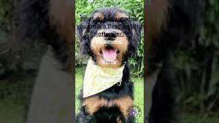 What do you get when you cross a Beagle with a Rottweiler?