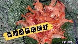 西雅图抓珊瑚虾 | 户外运动 | 赶海生活 | Spot Shrimp | Puget Sound |