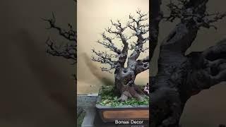 Kỹ thuật cắt giật bonsai Lĩnh Nam│The Chinese "Clip and Grow" method in Lingnan bonsai